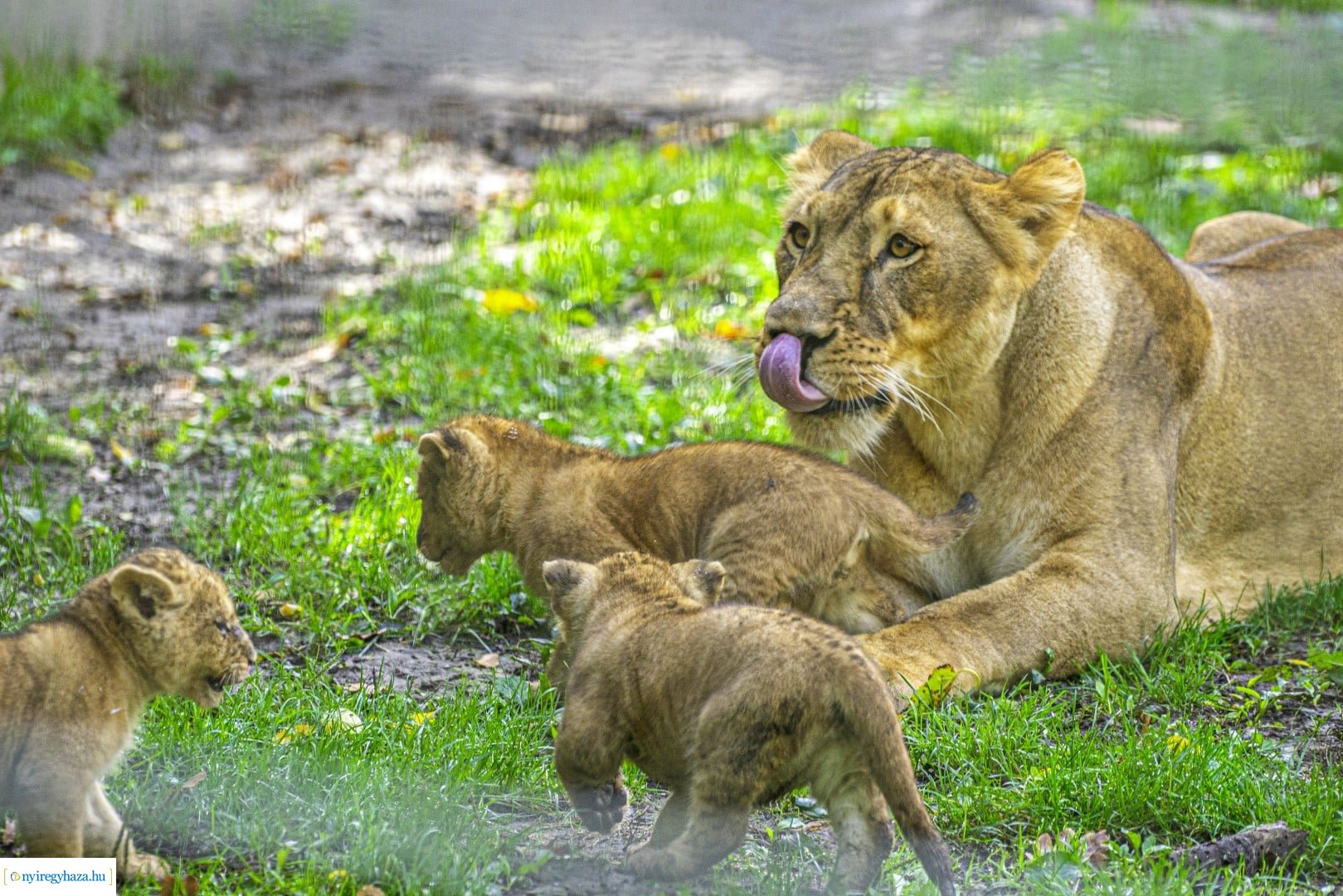 Négyesikrek születtek a Nyíregyházi Állatpark oroszlán családjában. 