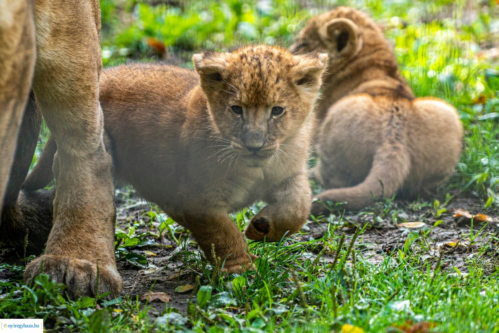 Négyesikrek születtek a Nyíregyházi Állatpark oroszlán családjában. 