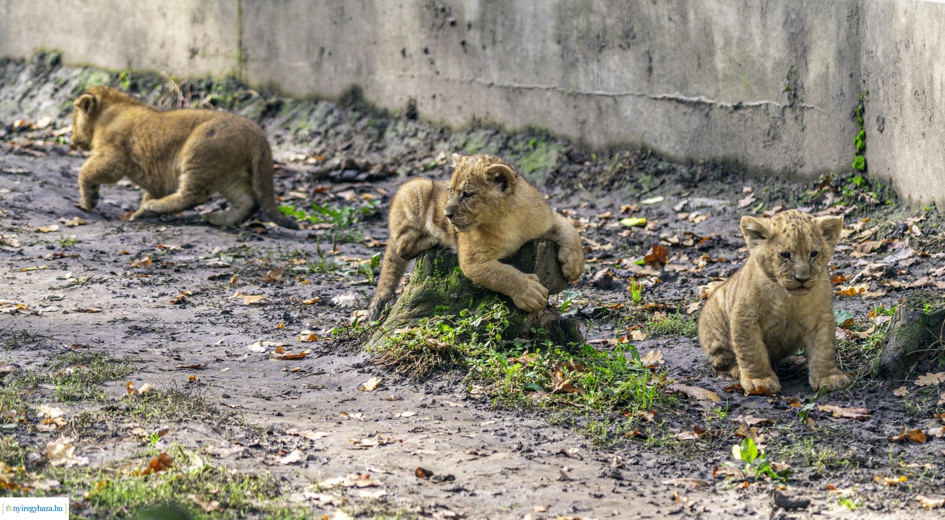Négyesikrek születtek a Nyíregyházi Állatpark oroszlán családjában. 