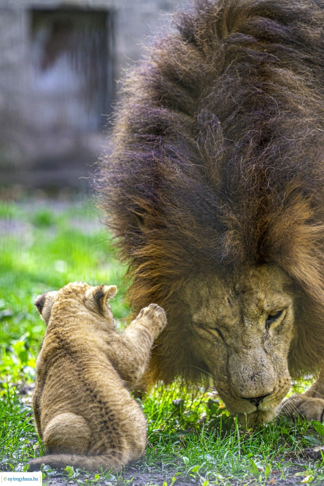 Négyesikrek születtek a Nyíregyházi Állatpark oroszlán családjában. 