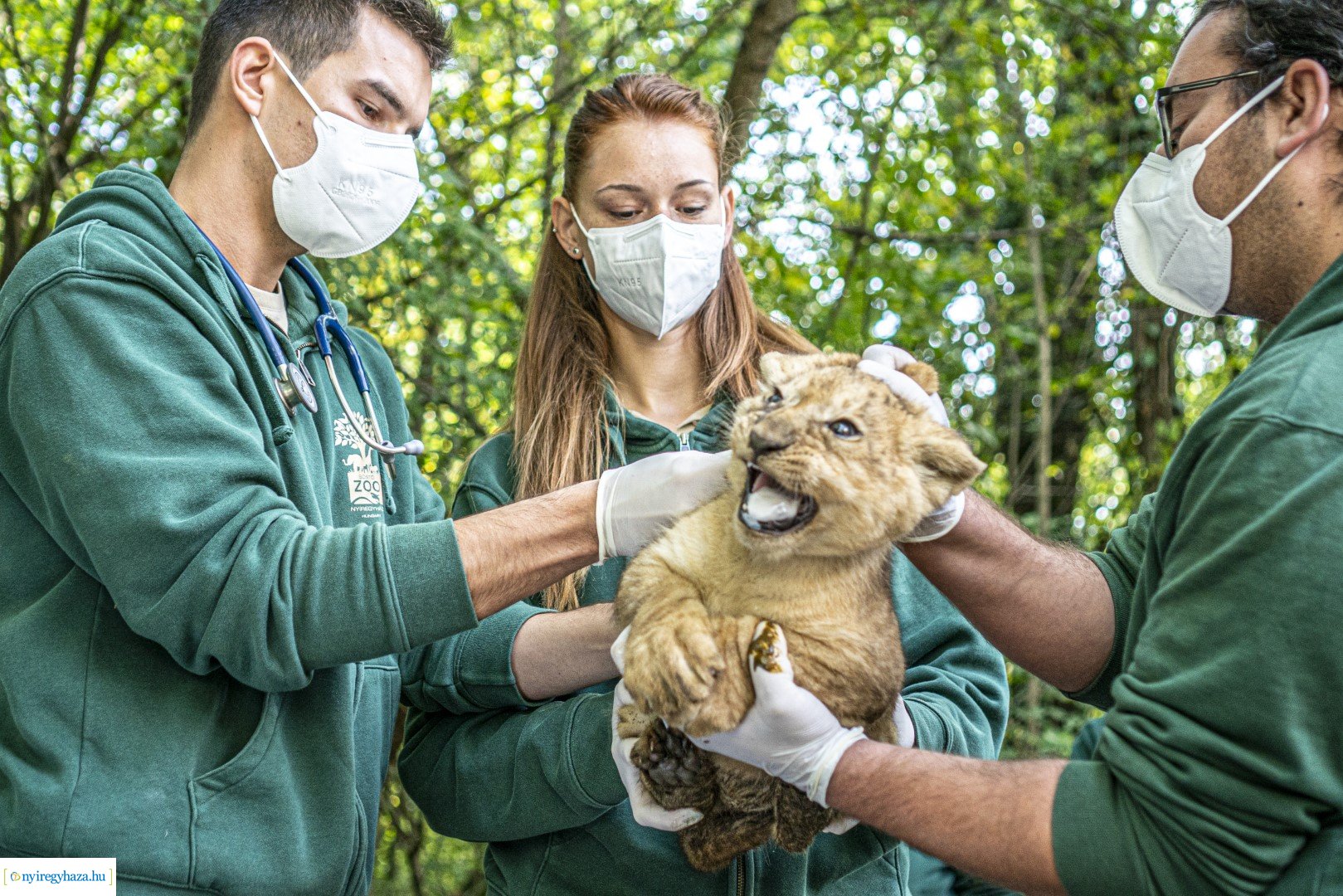 Négyesikrek születtek a Nyíregyházi Állatpark oroszlán családjában. 