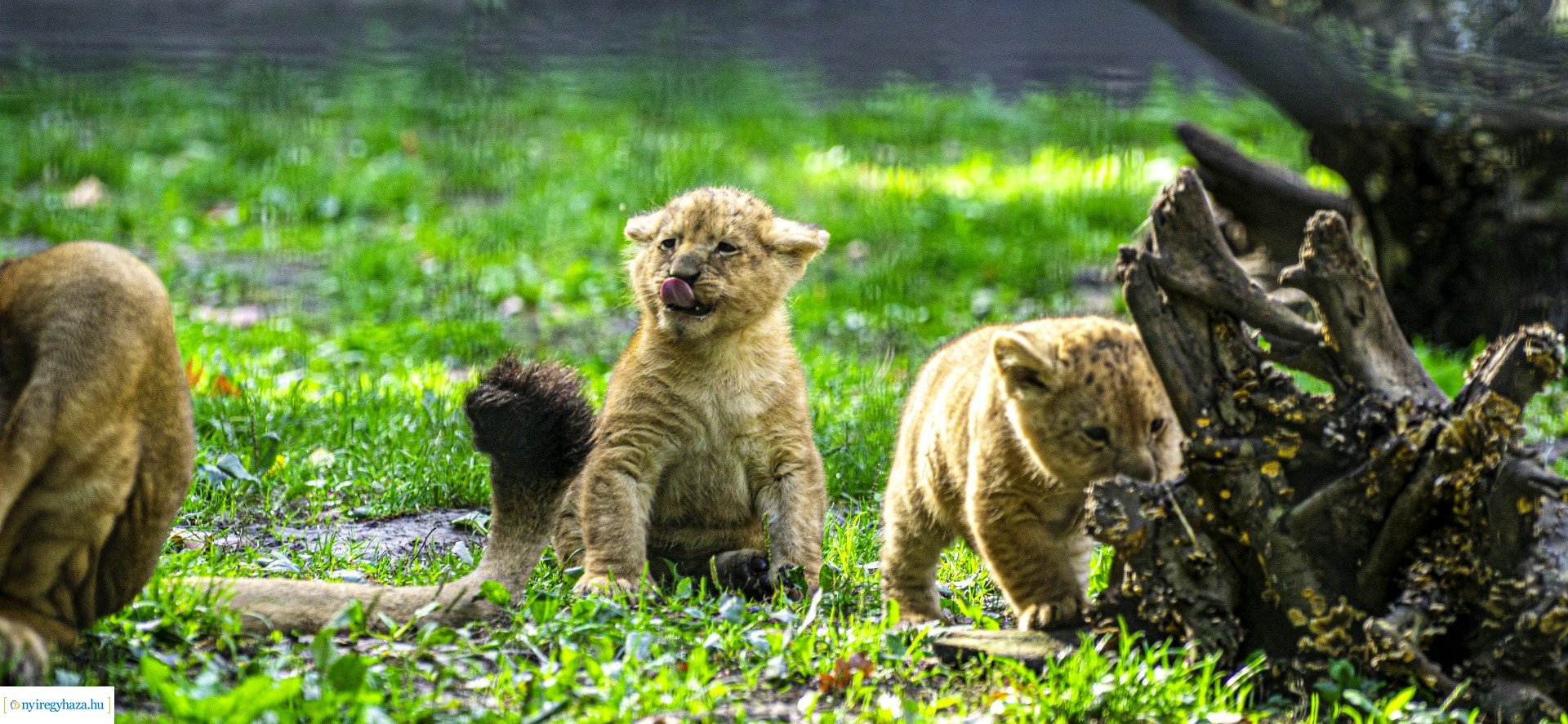 Négyesikrek születtek a Nyíregyházi Állatpark oroszlán családjában. 