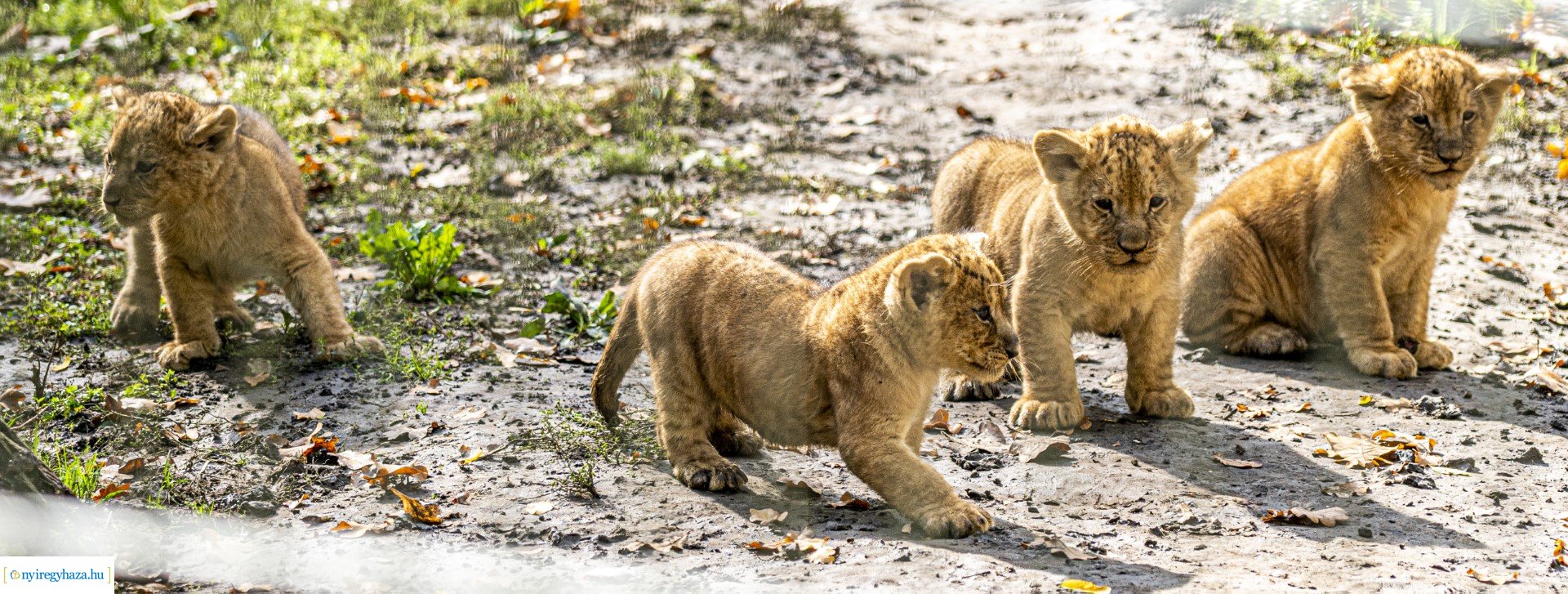 Négyesikrek születtek a Nyíregyházi Állatpark oroszlán családjában. 