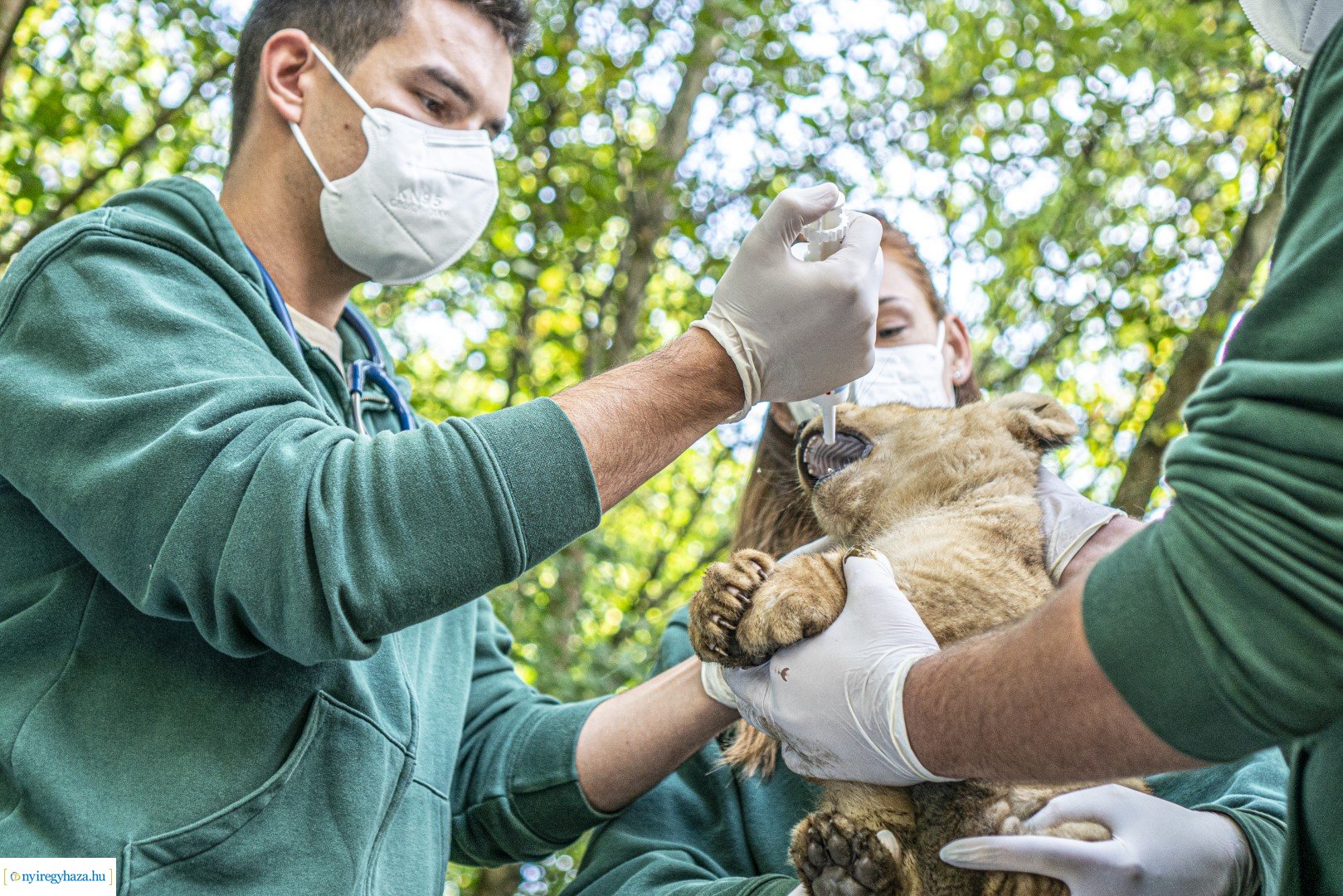 Négyesikrek születtek a Nyíregyházi Állatpark oroszlán családjában. 