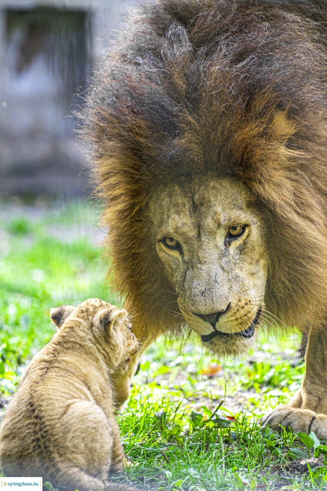 Négyesikrek születtek a Nyíregyházi Állatpark oroszlán családjában. 
