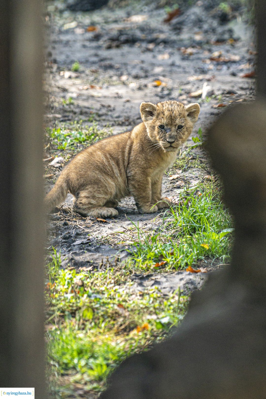 Négyesikrek születtek a Nyíregyházi Állatpark oroszlán családjában. 