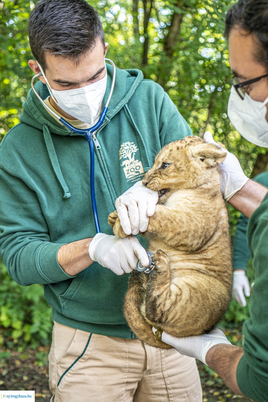 Négyesikrek születtek a Nyíregyházi Állatpark oroszlán családjában. 
