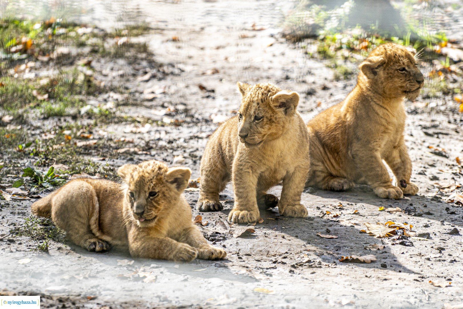 Négyesikrek születtek a Nyíregyházi Állatpark oroszlán családjában. 