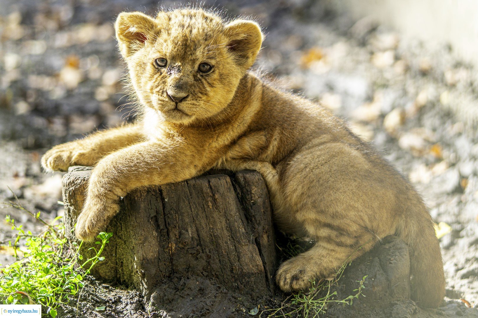 Négyesikrek születtek a Nyíregyházi Állatpark oroszlán családjában. 