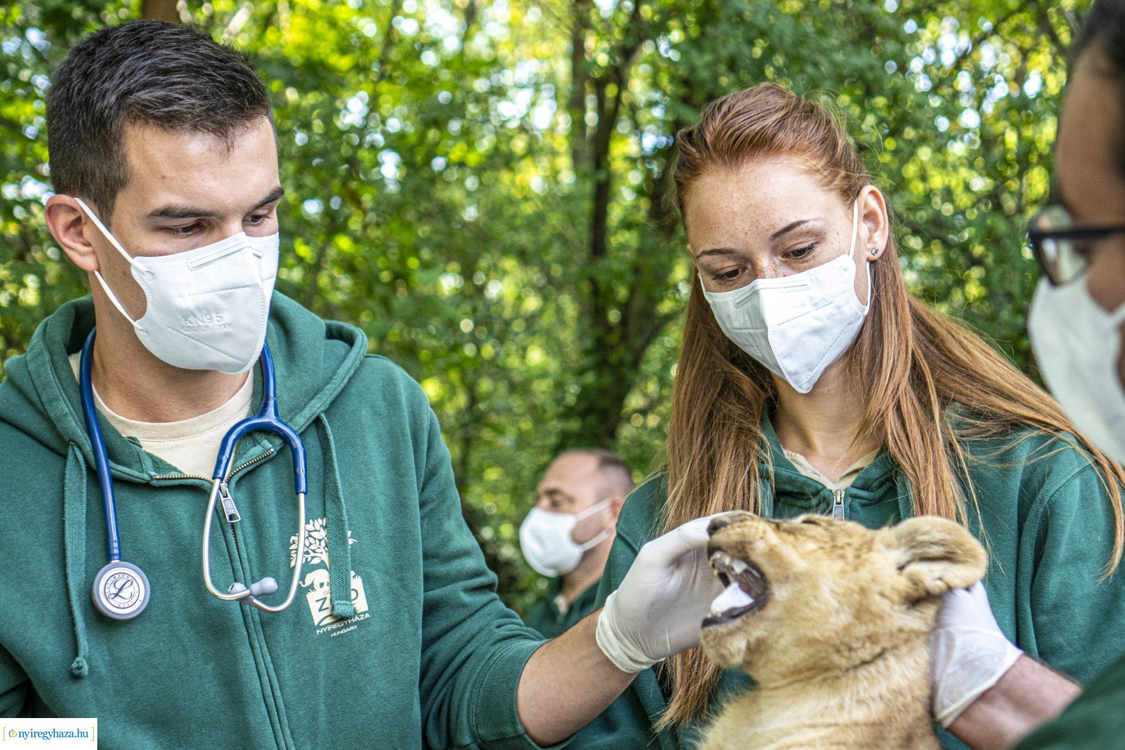 Négyesikrek születtek a Nyíregyházi Állatpark oroszlán családjában. 