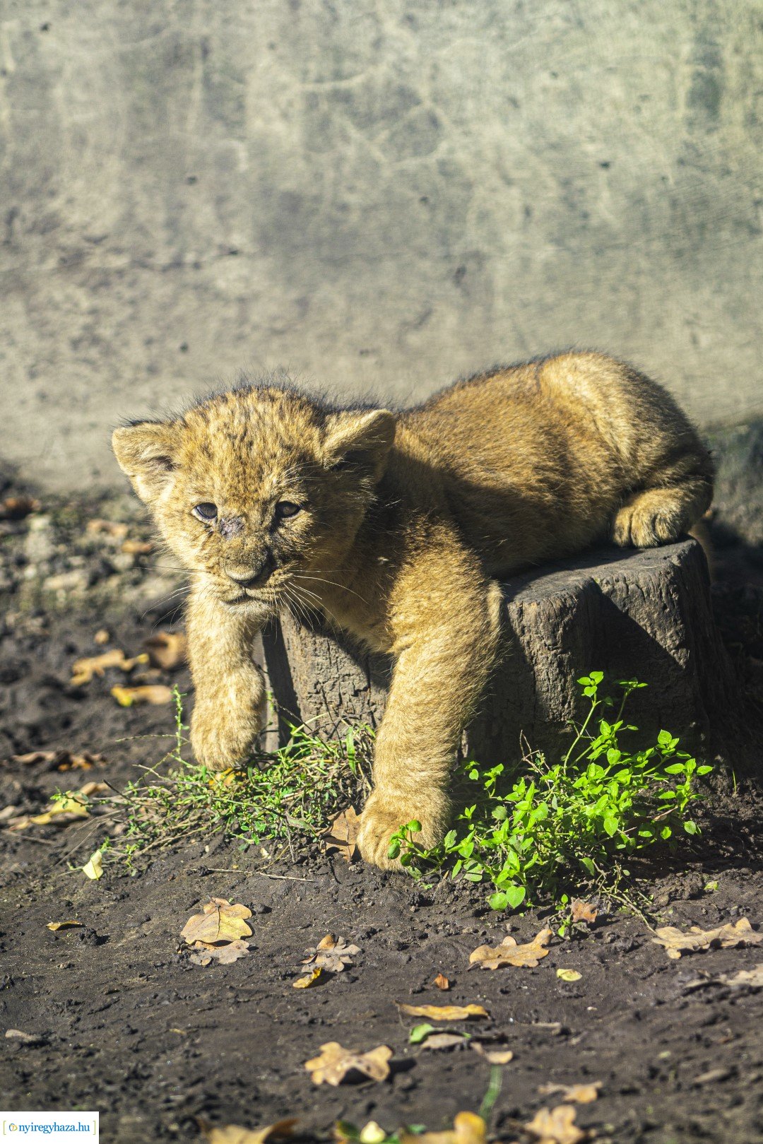 Négyesikrek születtek a Nyíregyházi Állatpark oroszlán családjában. 