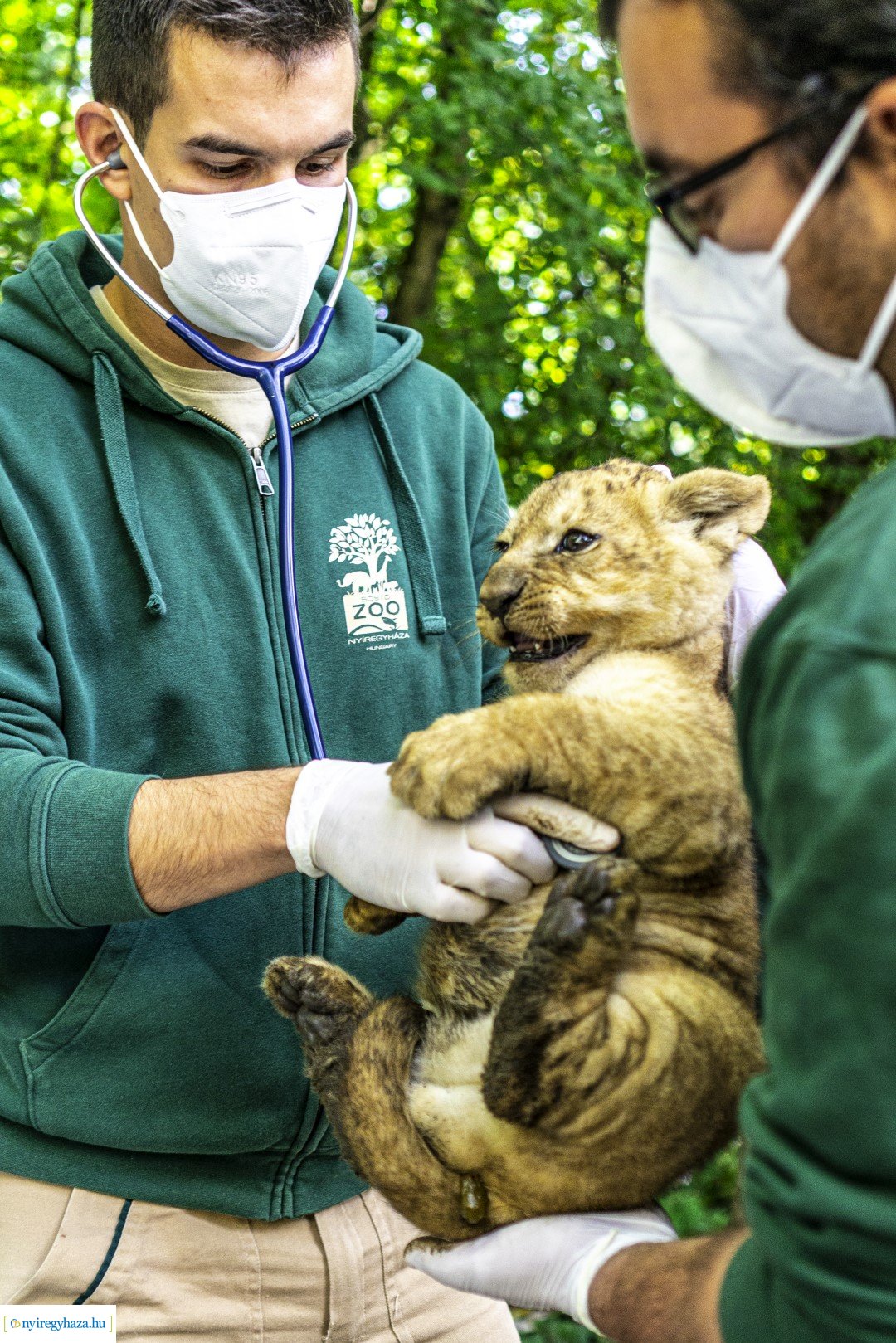 Négyesikrek születtek a Nyíregyházi Állatpark oroszlán családjában. 