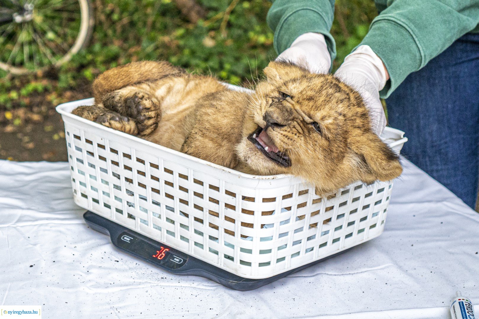 Négyesikrek születtek a Nyíregyházi Állatpark oroszlán családjában. 