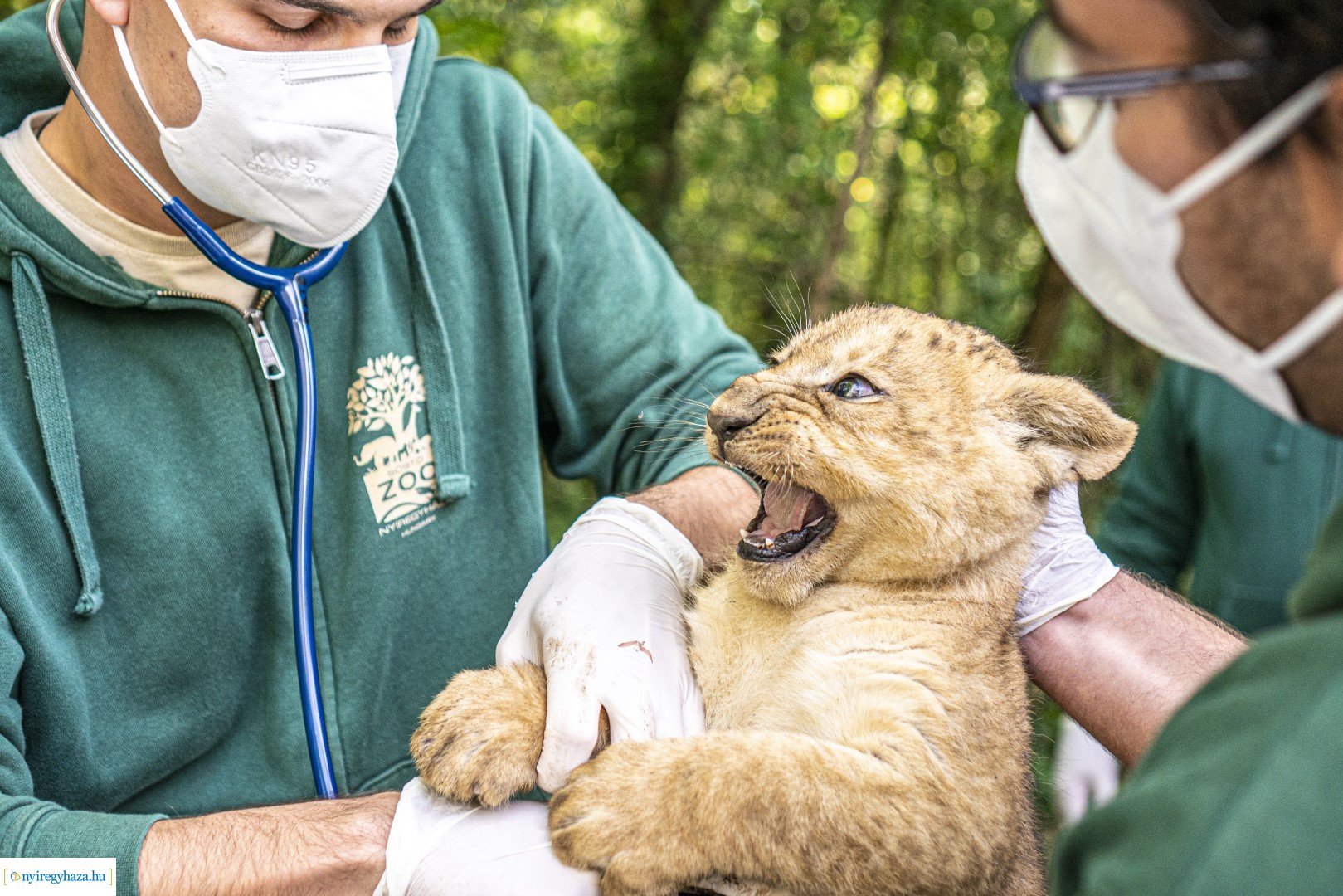Négyesikrek születtek a Nyíregyházi Állatpark oroszlán családjában. 