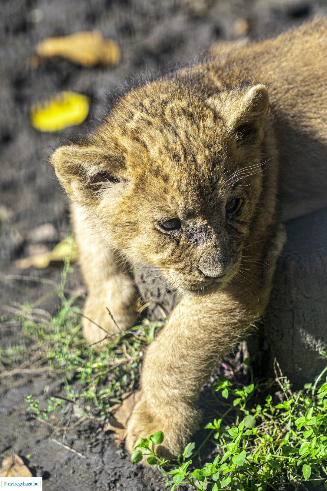 Négyesikrek születtek a Nyíregyházi Állatpark oroszlán családjában. 