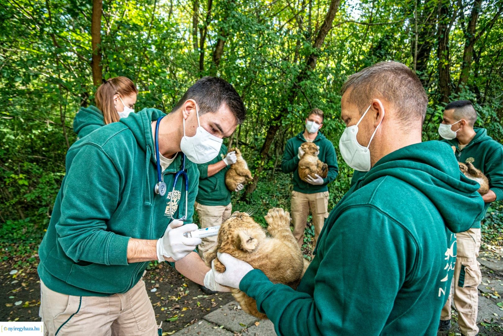 Négyesikrek születtek a Nyíregyházi Állatpark oroszlán családjában. 