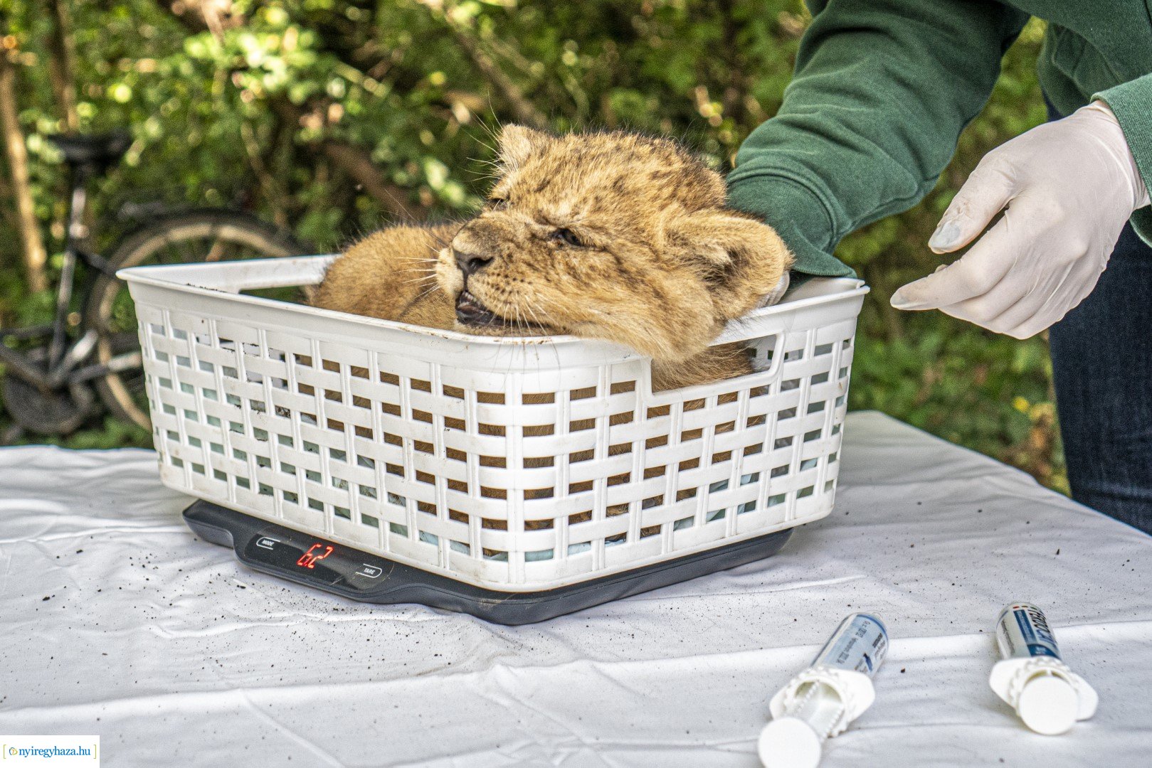 Négyesikrek születtek a Nyíregyházi Állatpark oroszlán családjában. 