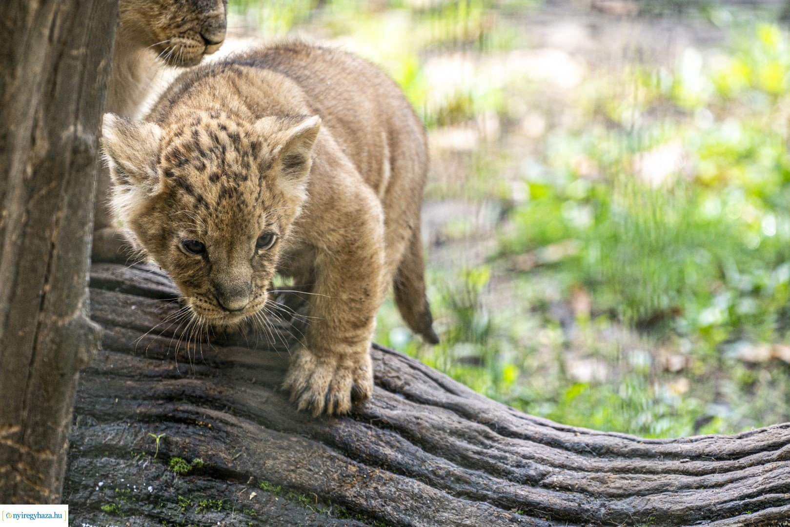 Négyesikrek születtek a Nyíregyházi Állatpark oroszlán családjában. 