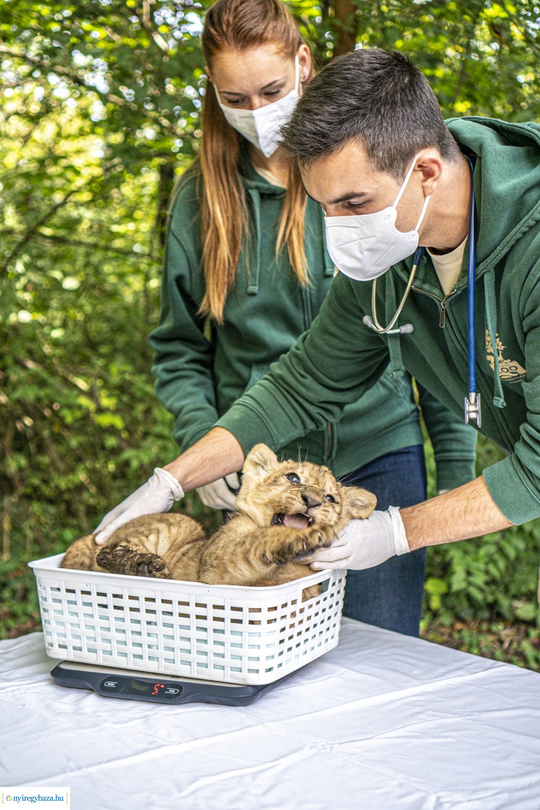 Négyesikrek születtek a Nyíregyházi Állatpark oroszlán családjában. 