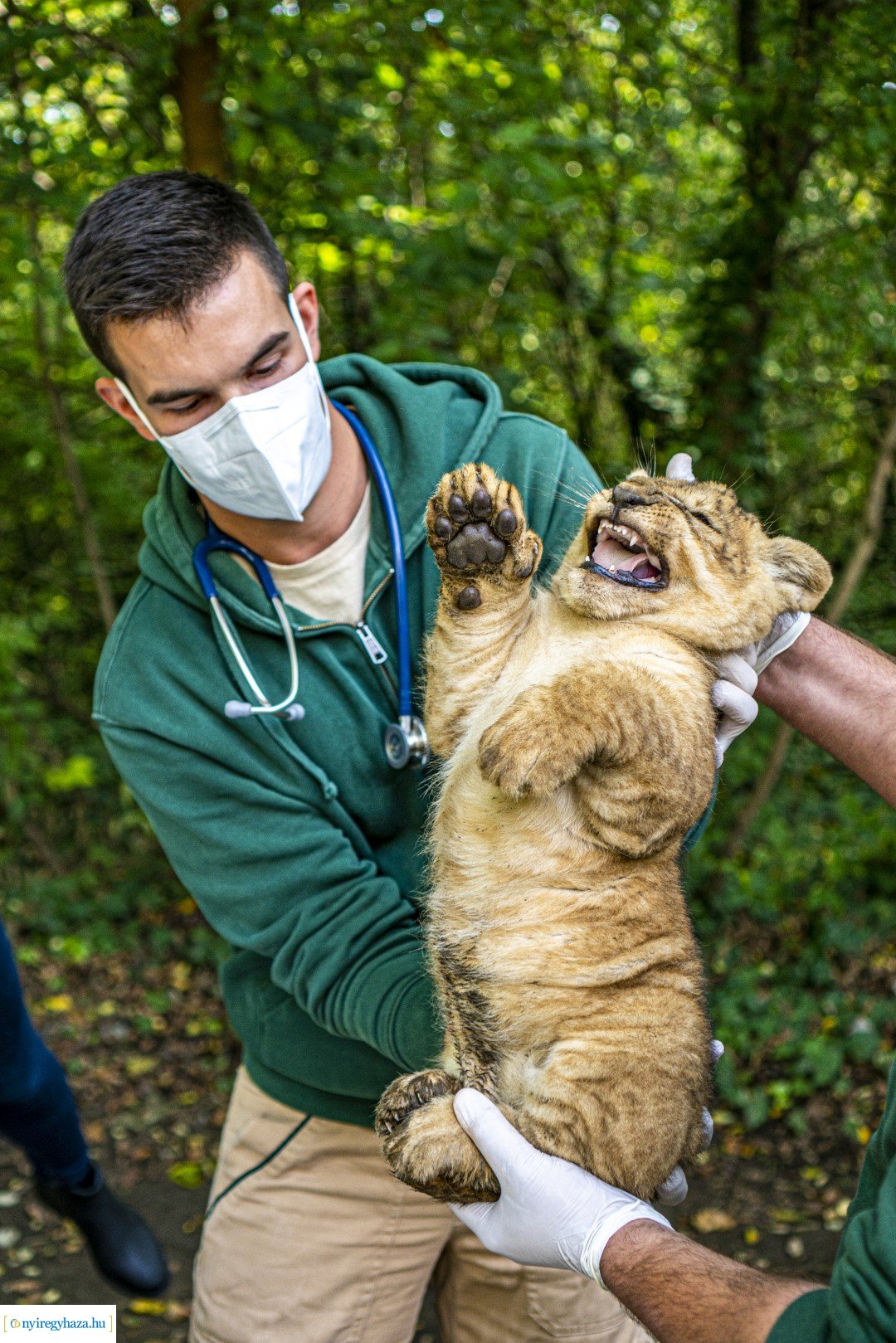 Négyesikrek születtek a Nyíregyházi Állatpark oroszlán családjában. 