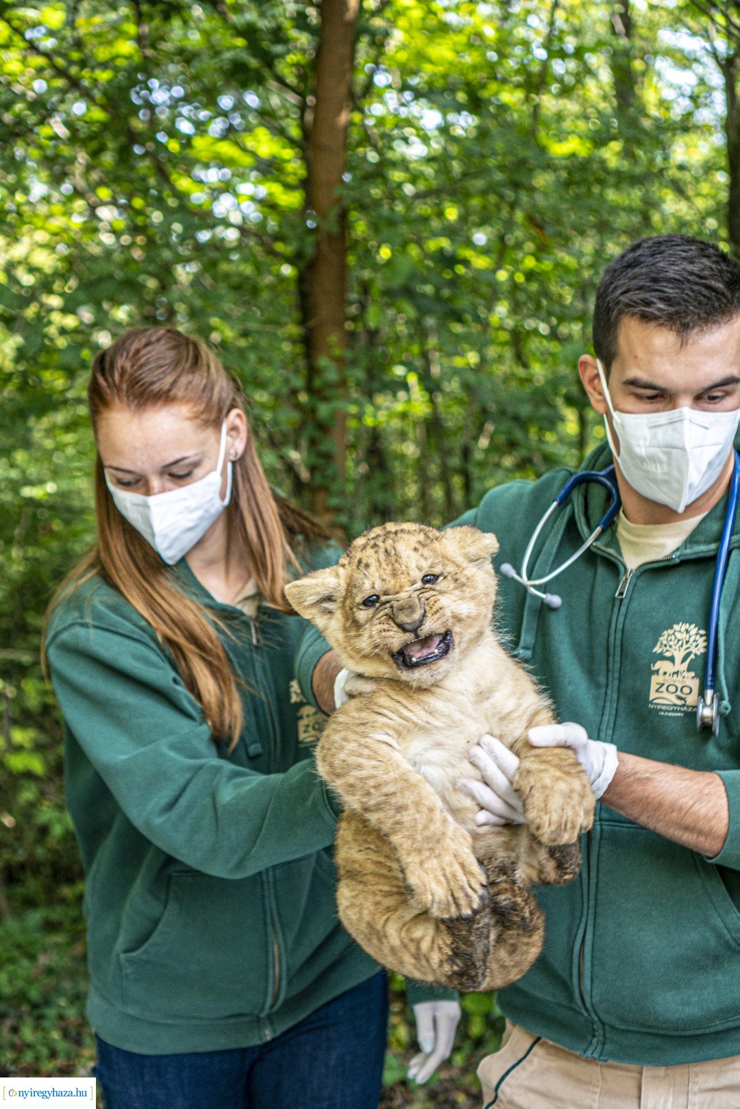 Négyesikrek születtek a Nyíregyházi Állatpark oroszlán családjában. 