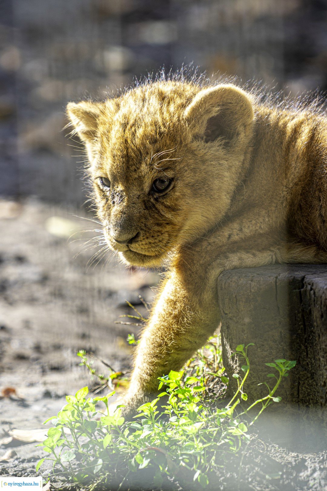 Négyesikrek születtek a Nyíregyházi Állatpark oroszlán családjában. 