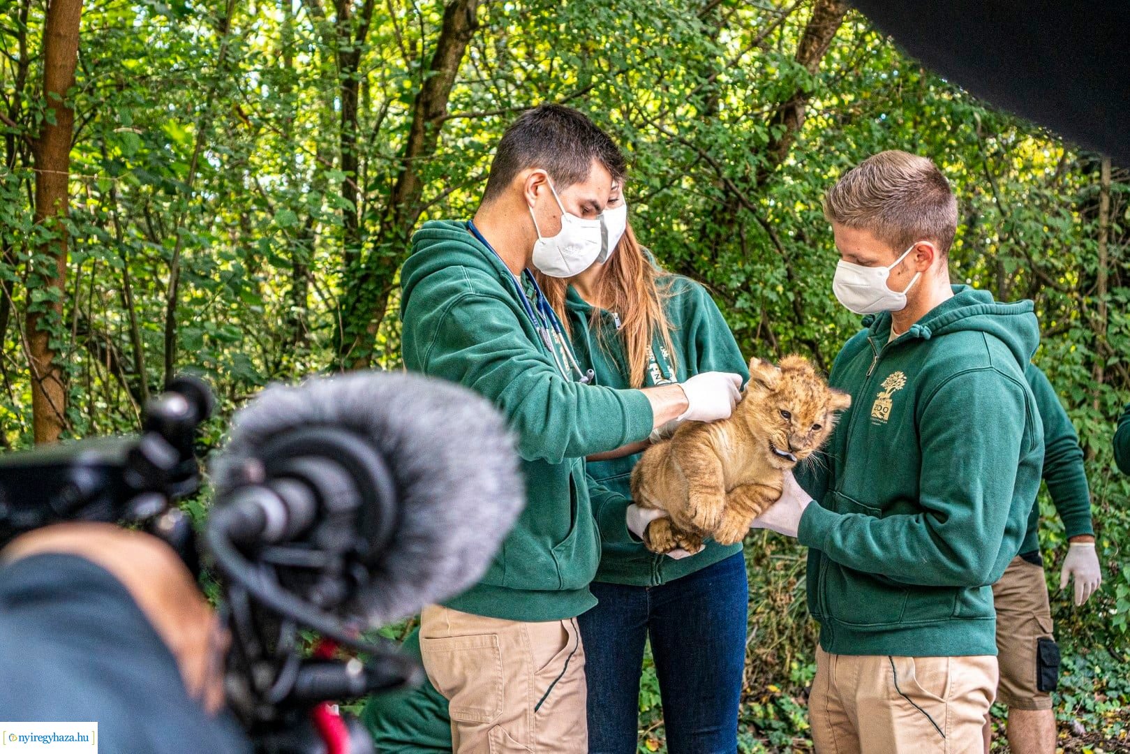 Négyesikrek születtek a Nyíregyházi Állatpark oroszlán családjában. 
