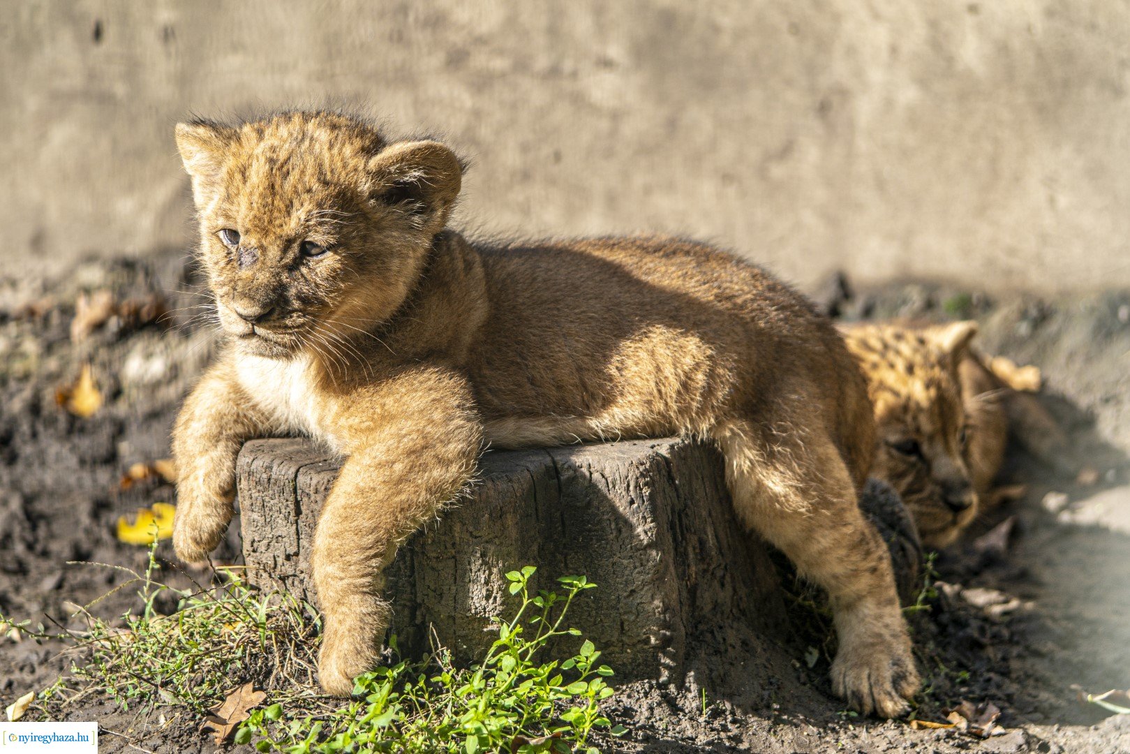 Négyesikrek születtek a Nyíregyházi Állatpark oroszlán családjában. 