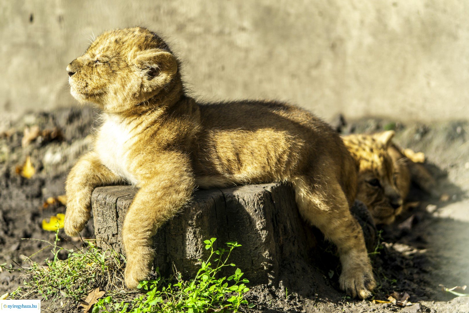 Négyesikrek születtek a Nyíregyházi Állatpark oroszlán családjában. 