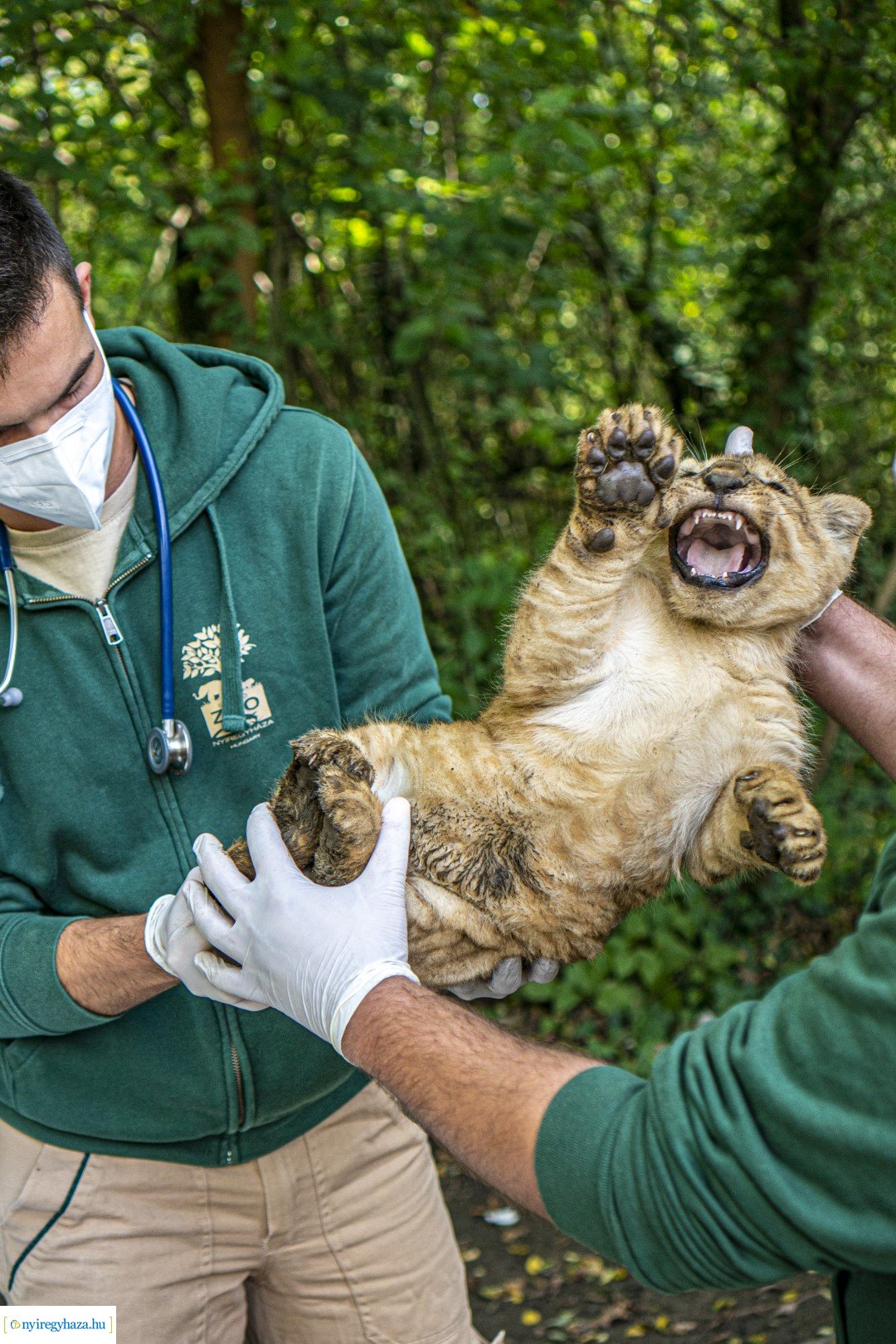 Négyesikrek születtek a Nyíregyházi Állatpark oroszlán családjában. 