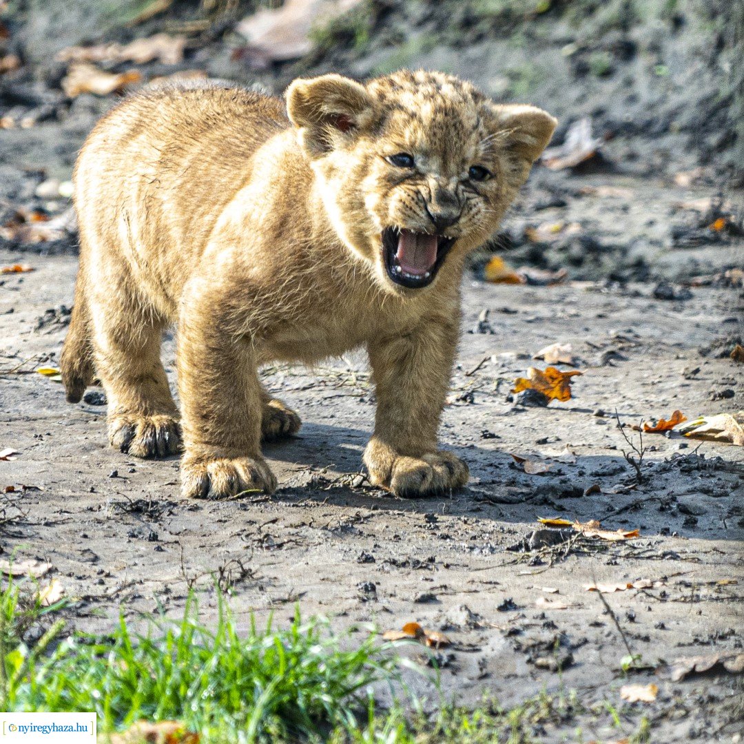 Négyesikrek születtek a Nyíregyházi Állatpark oroszlán családjában. 