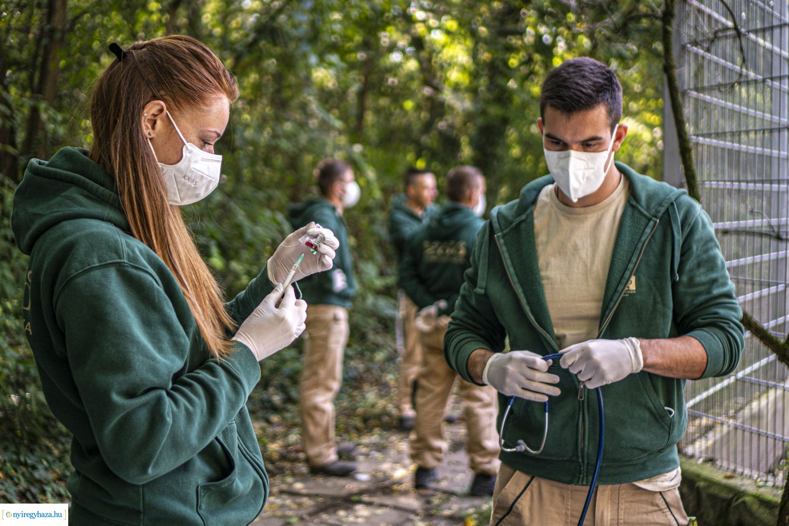Négyesikrek születtek a Nyíregyházi Állatpark oroszlán családjában. 