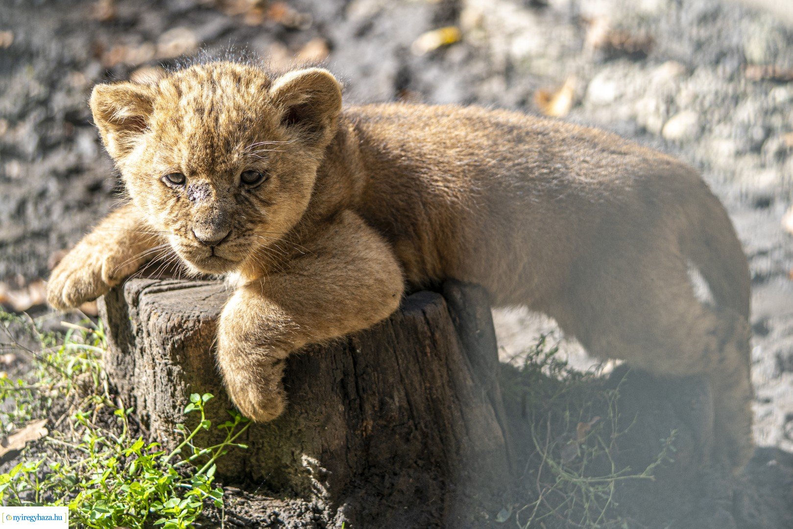 Négyesikrek születtek a Nyíregyházi Állatpark oroszlán családjában. 