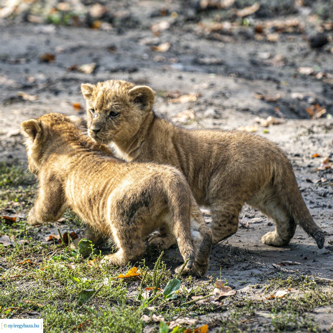 Négyesikrek születtek a Nyíregyházi Állatpark oroszlán családjában. 