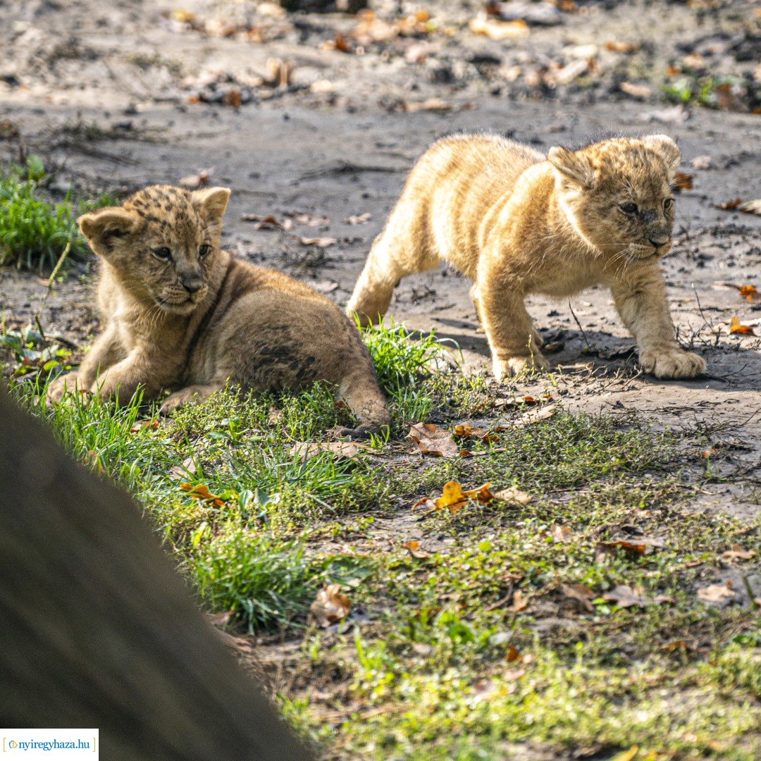 Négyesikrek születtek a Nyíregyházi Állatpark oroszlán családjában. 