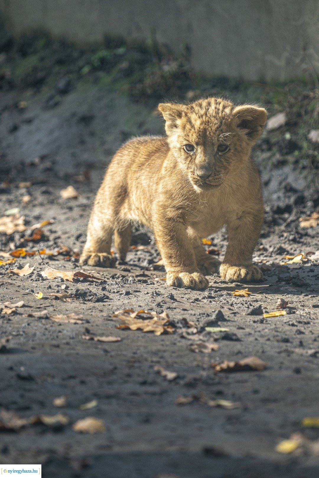 Négyesikrek születtek a Nyíregyházi Állatpark oroszlán családjában. 