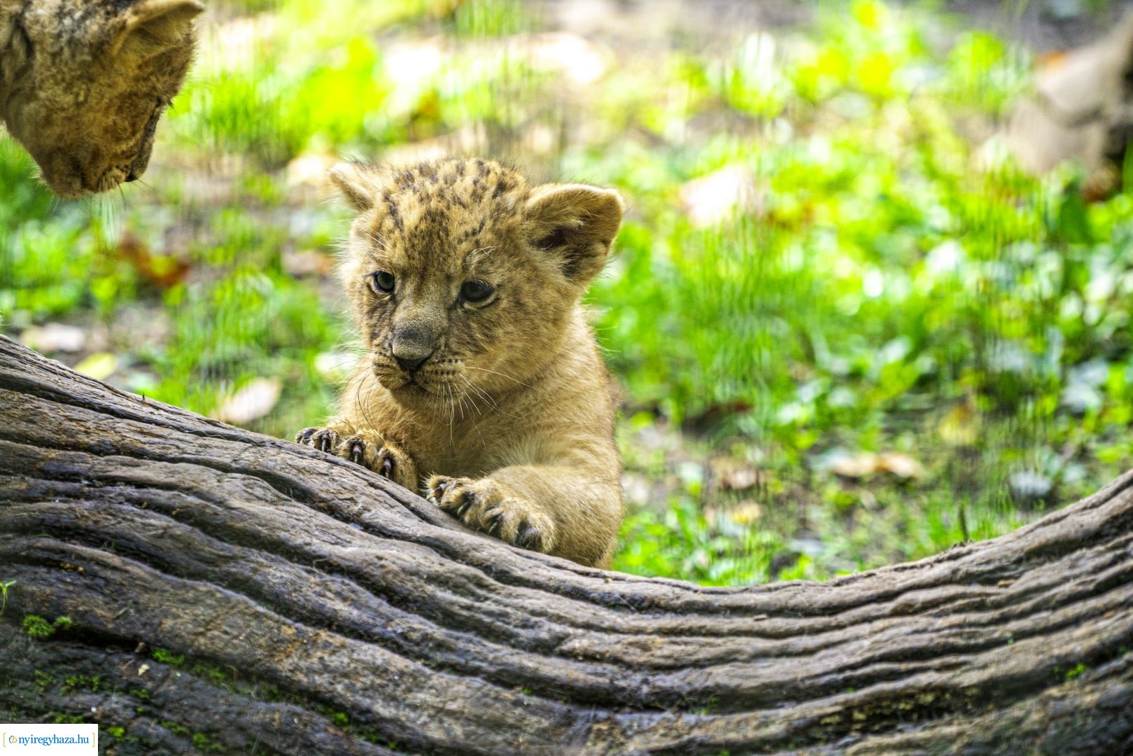 Négyesikrek születtek a Nyíregyházi Állatpark oroszlán családjában. 