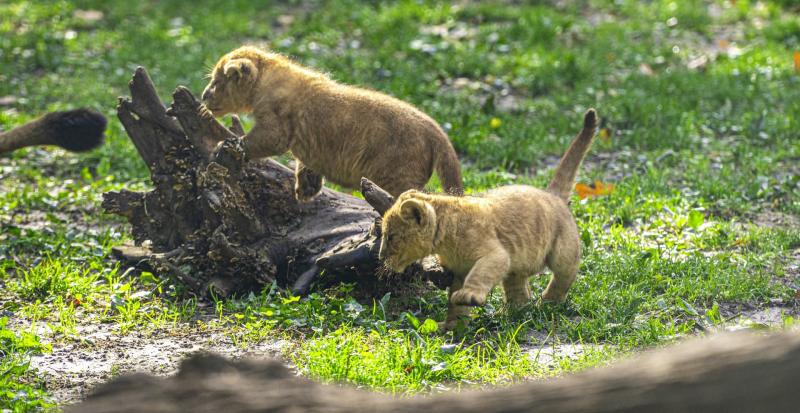 Négyesikrek születtek a Nyíregyházi Állatpark oroszlán családjában. 