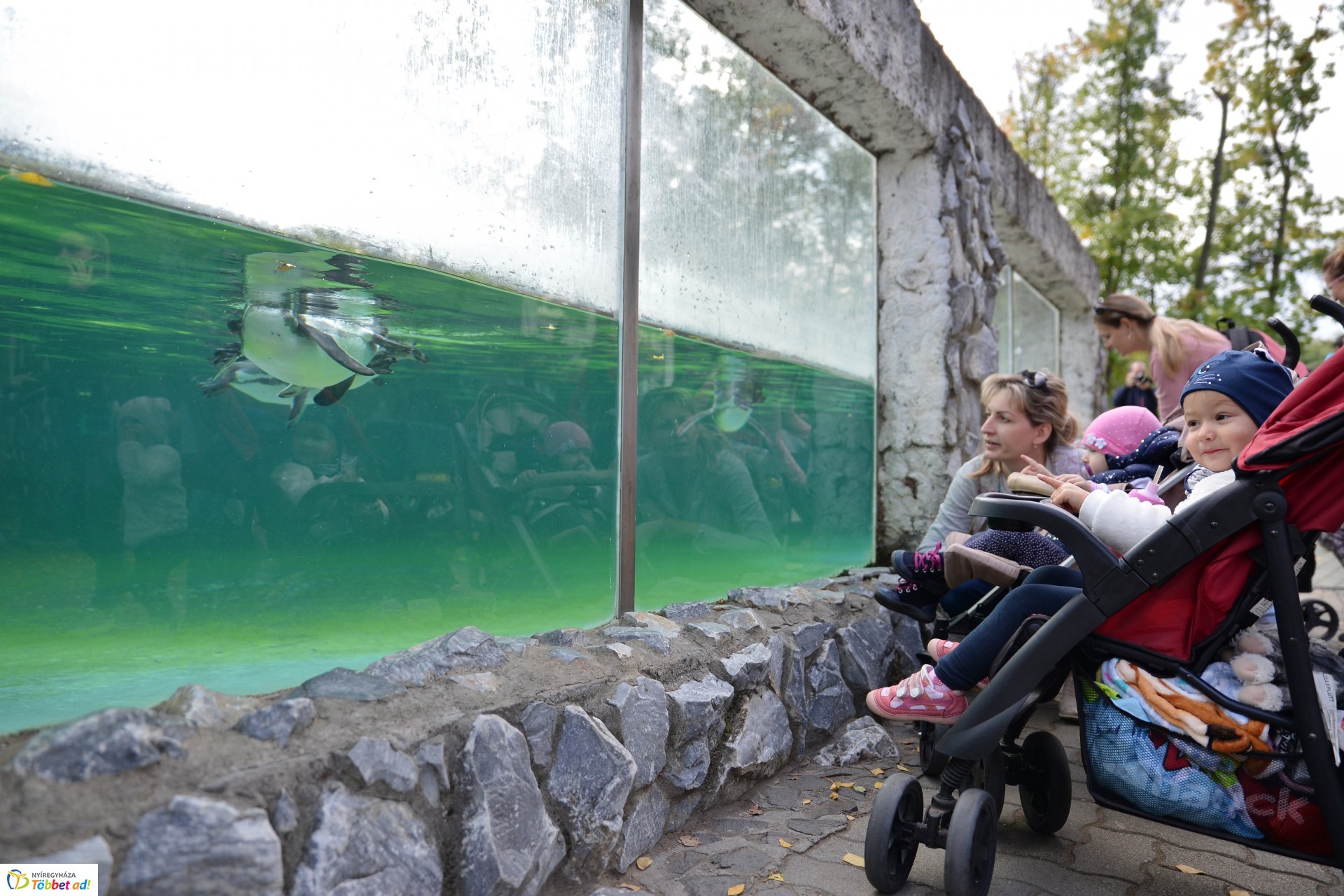 Nemzetközi Babahordozó hét megnyitó - Séta az Állatparkban