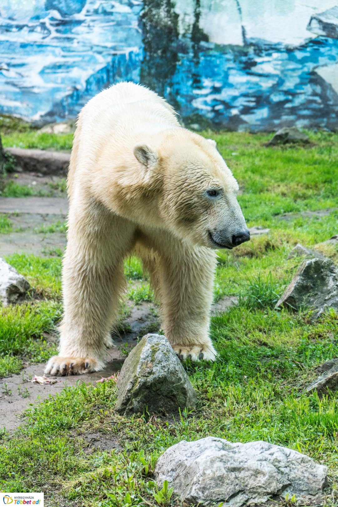 Nemzetközi Medve Nap a Nyíregyházi Állatparkban
