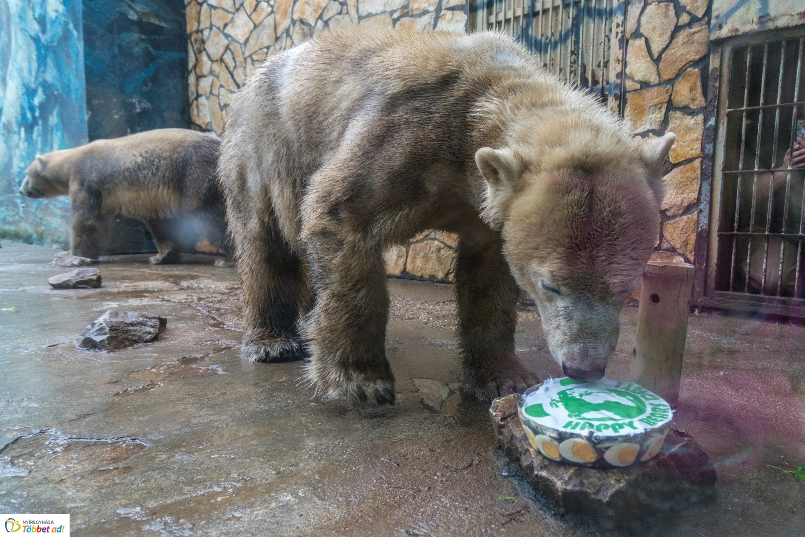 Nemzetközi Medve Nap a Nyíregyházi Állatparkban