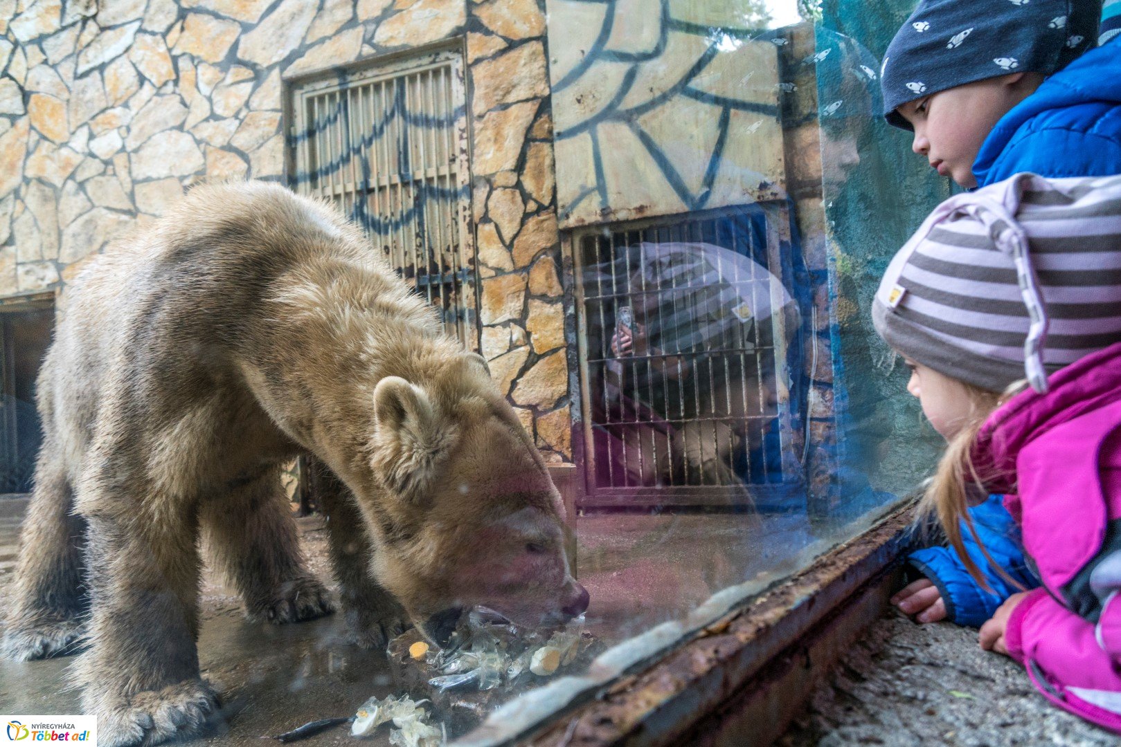 Nemzetközi Medve Nap a Nyíregyházi Állatparkban