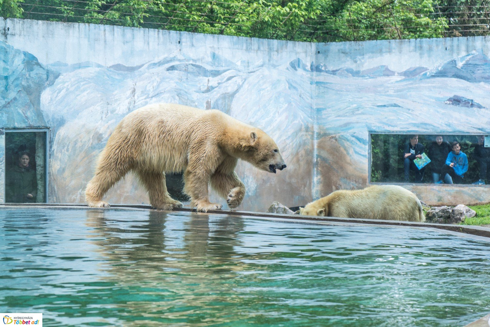 Nemzetközi Medve Nap a Nyíregyházi Állatparkban
