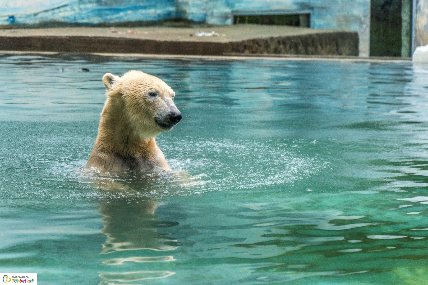 Nemzetközi Medve Nap a Nyíregyházi Állatparkban