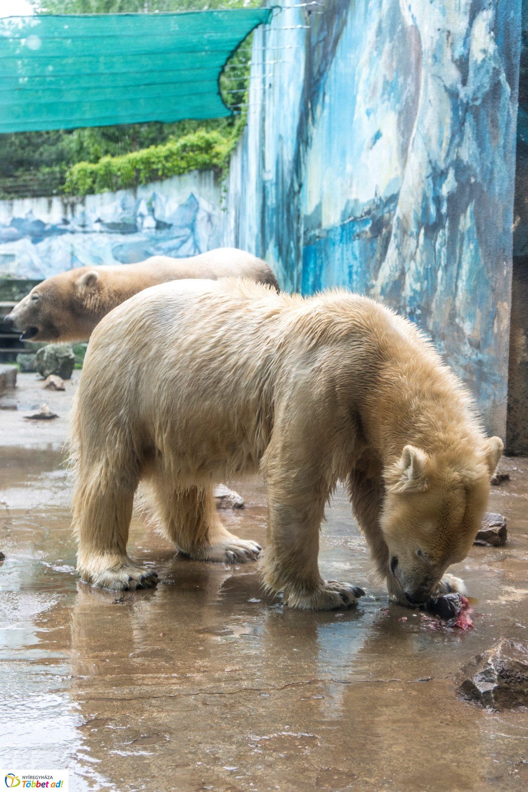 Nemzetközi Medve Nap a Nyíregyházi Állatparkban