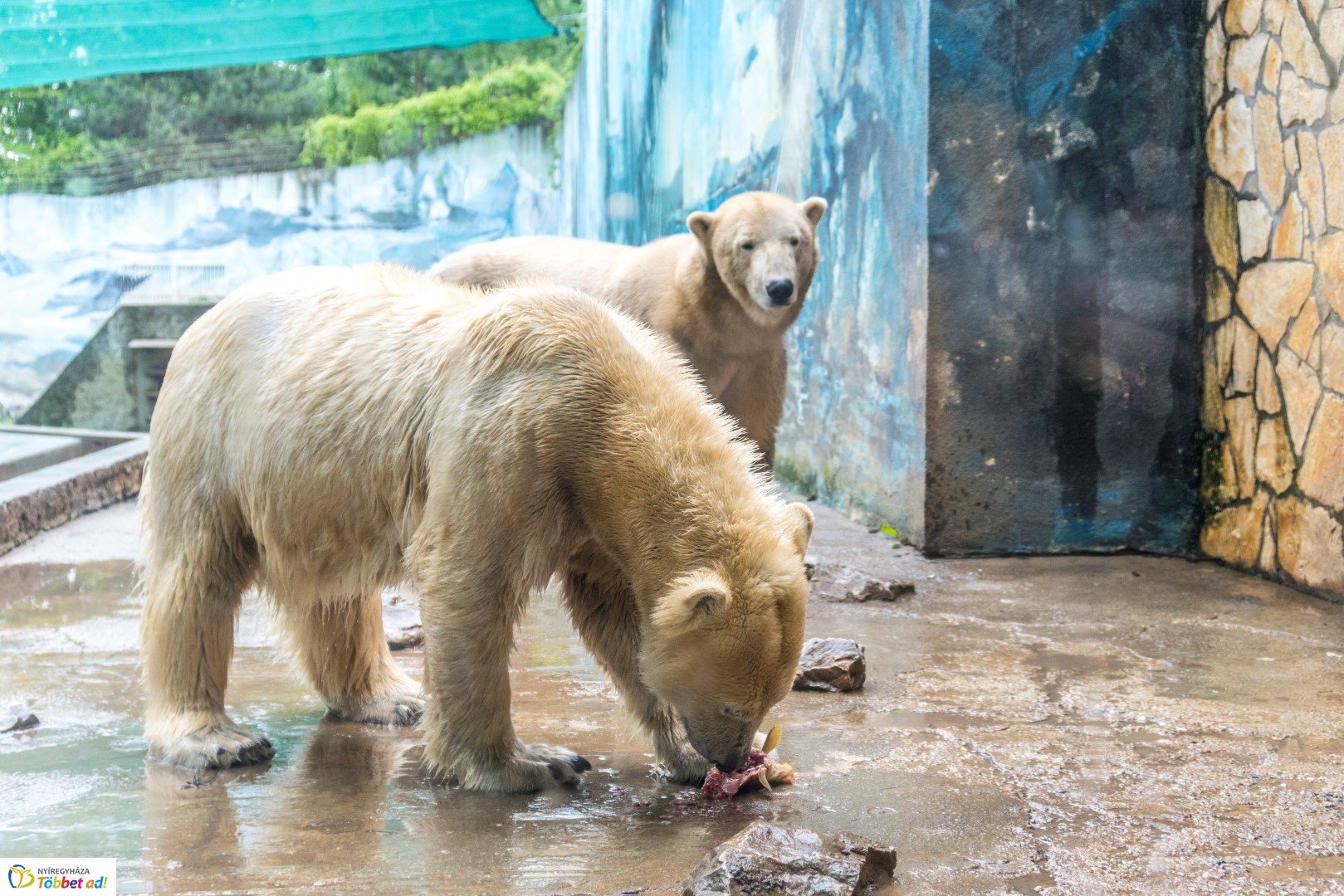 Nemzetközi Medve Nap a Nyíregyházi Állatparkban