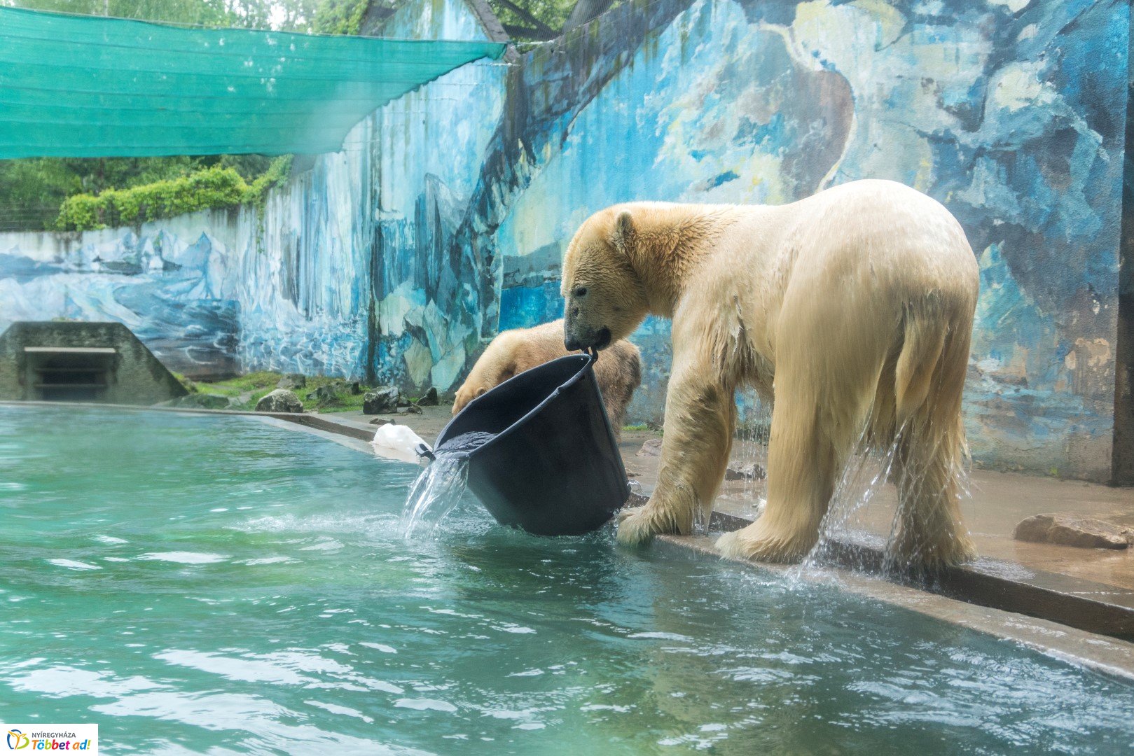 Nemzetközi Medve Nap a Nyíregyházi Állatparkban