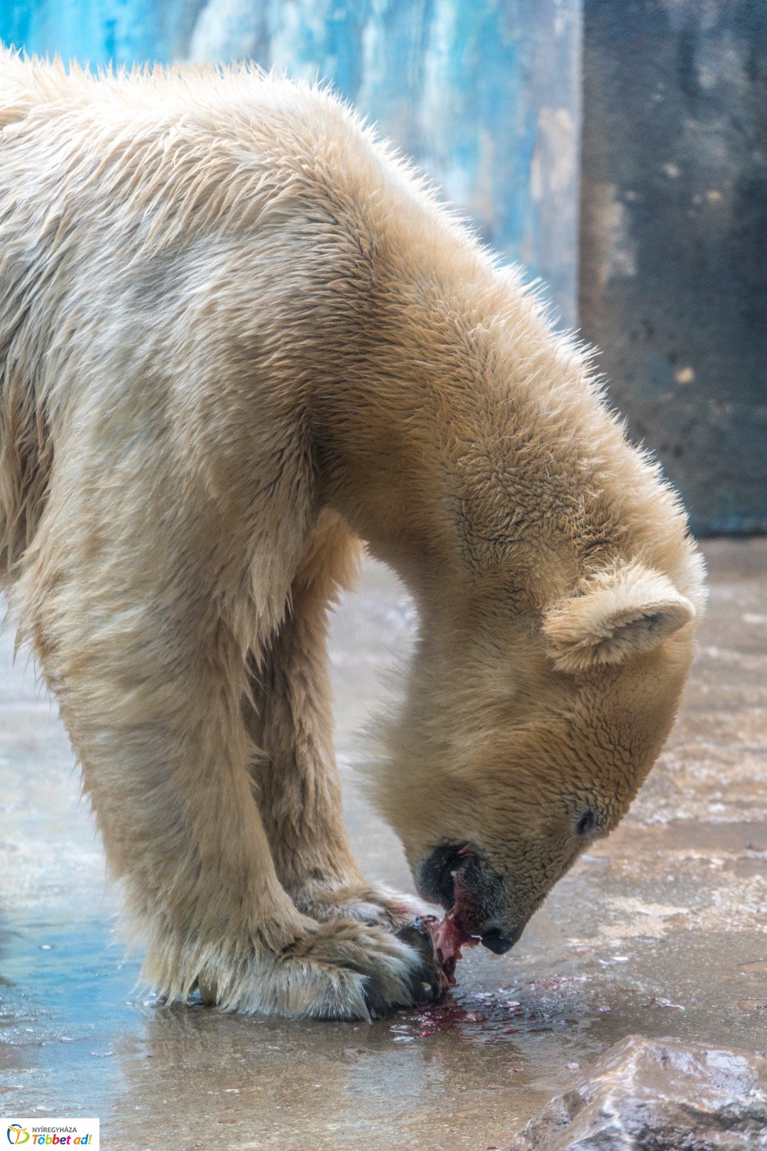 Nemzetközi Medve Nap a Nyíregyházi Állatparkban