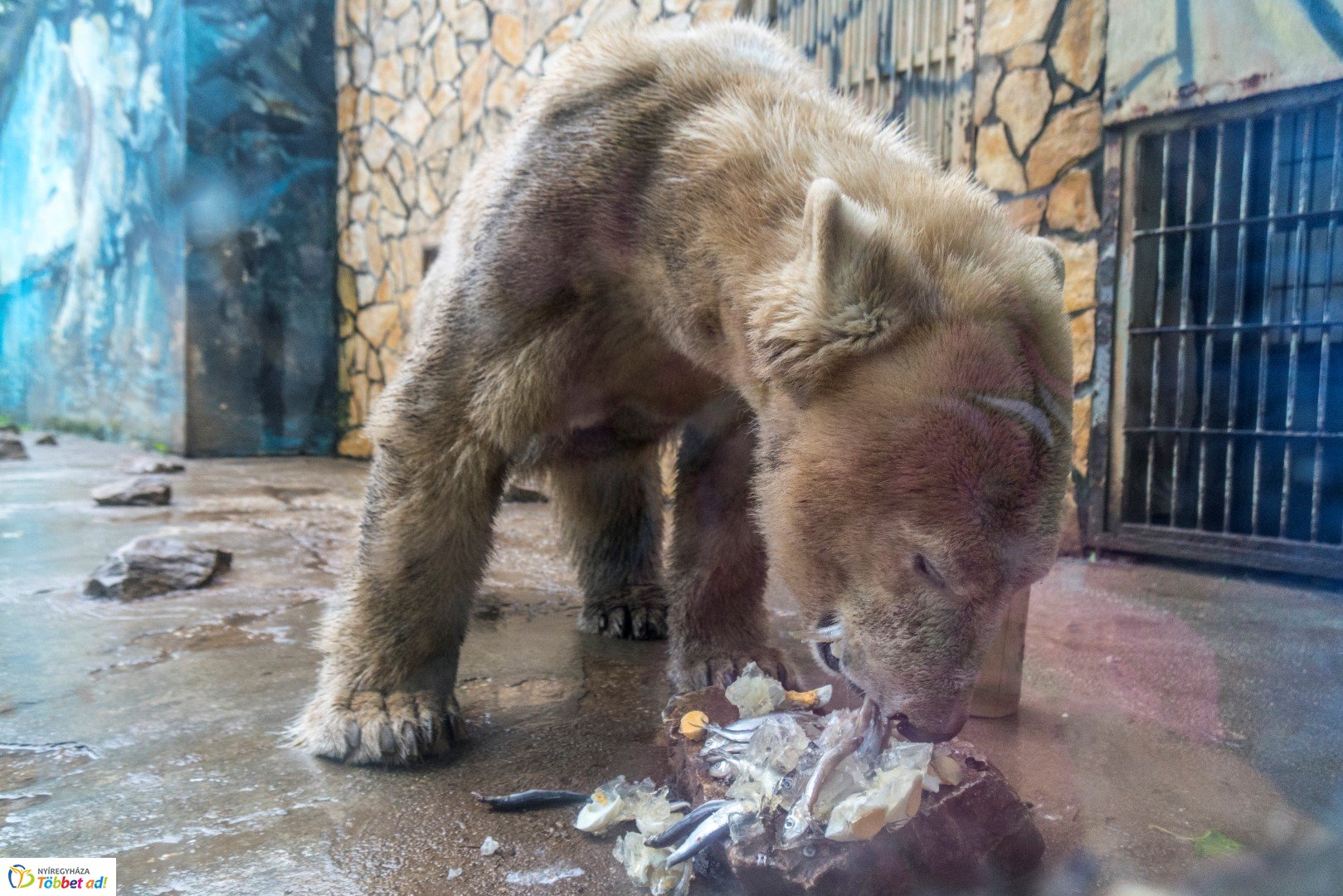 Nemzetközi Medve Nap a Nyíregyházi Állatparkban