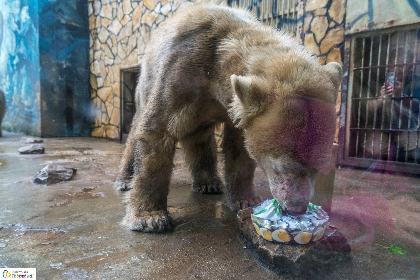 Nemzetközi Medve Nap a Nyíregyházi Állatparkban